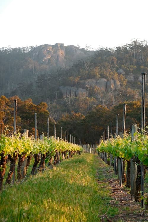 Looking through the vines to the Porongurup Range