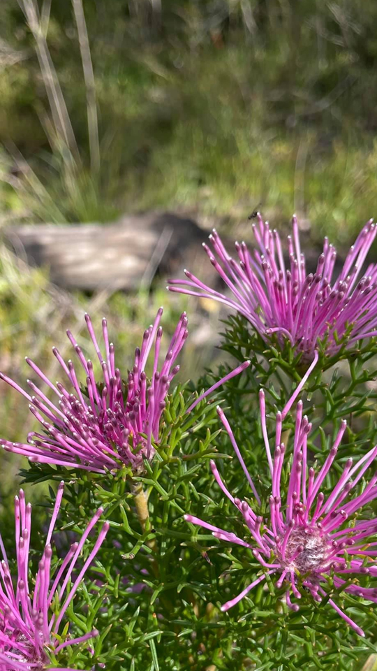 Wildflowers within the Mondurup Reserve