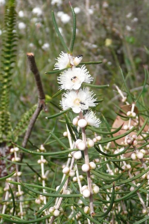 Wildflowers in the Mount Lindesay National Park