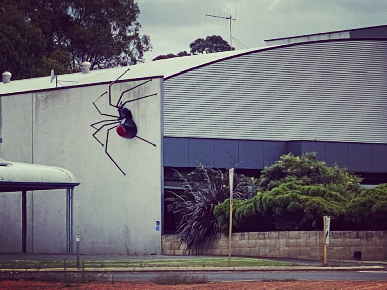 The Red Back Spider
